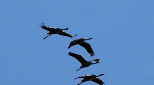 Kraniche im Anflug