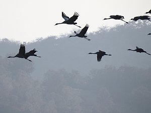 Kraniche im Anflug