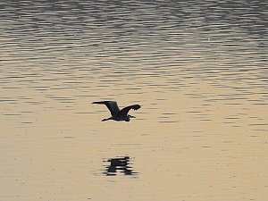 Kraniche im Anflug