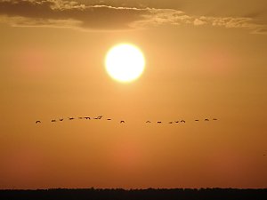 Kraniche im Anflug