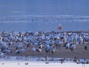 Kraniche im Anflug