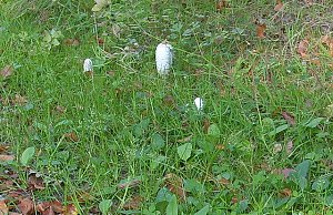 Pilze im Wald