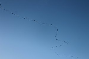 Gro&szlig;es Geschrei &uuml;ber Sondershausen