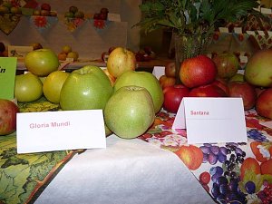 Kernobstschau in Sondershausen