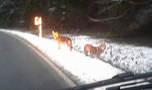Die beiden Tiere am Morgen