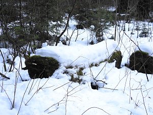 Der Harz taut...