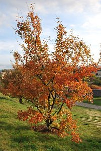 Herbstlicher Berg