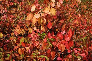 Herbstlicher Berg