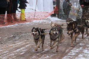 Schlittenhunderennen in Pullmann City II