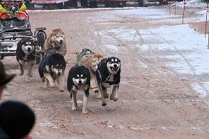 Schlittenhunderennen in Pullmann City II