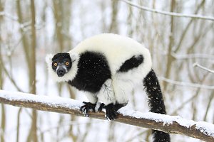 Affenbande auch im Schnee unterwegs