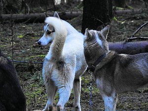 Schlittenhunde rennen rund um Benneckenstein