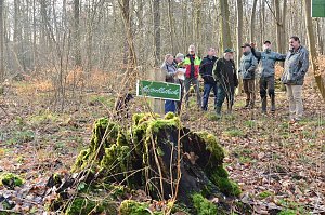 Touristisches Ausflugsziel: Mutterblutbuche