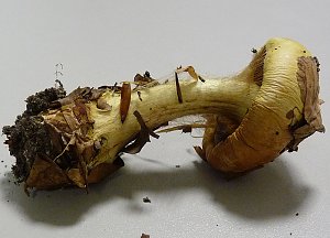 Dottergelber Klumpfu&szlig;