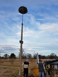 Anbau Nistk&auml;sten, Ankunft St&ouml;rche auf neuen Nestern