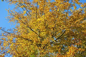 Herbst im gehege