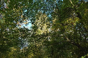 Herbst im gehege
