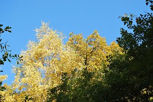 Herbst im gehege