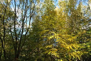 Herbst im gehege
