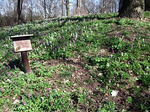 Fr&uuml;hling im Park Hohenrode