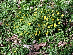 Fr&uuml;hling im Park Hohenrode