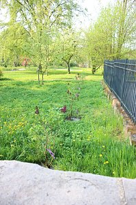Gro&szlig;e Fliederbaumplanzaktion in Bad Frankenhausen