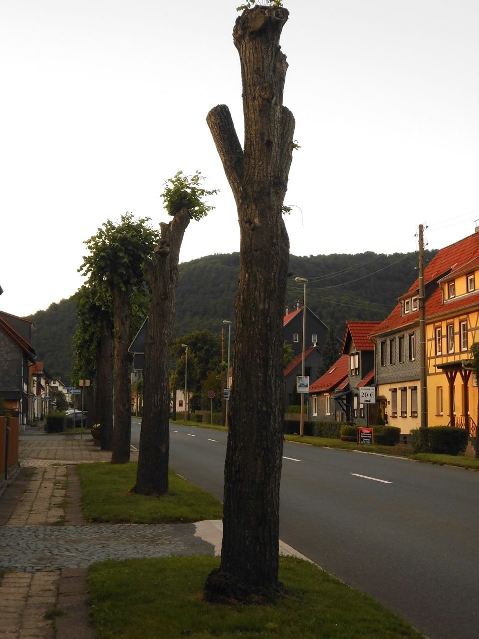 5. Harztorlauf