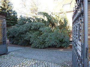 Weihnachtsbaum Sondershausen