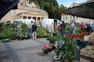 Pflanzen &uuml;ber Pflanzen