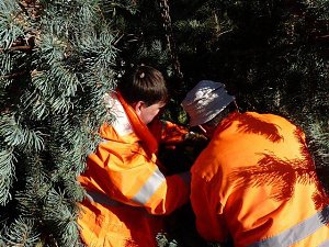 Weihnachtsbaum Sondershausen