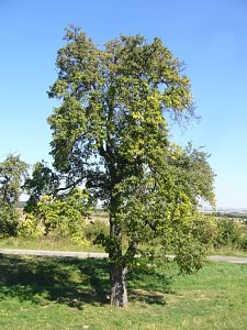 Naturschutz-Aktionstag in Ichstedt