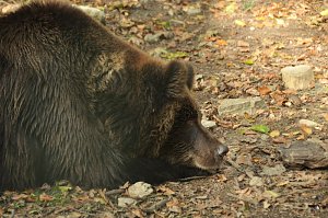 Heute im B&auml;renpark