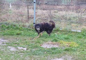 Tibor
