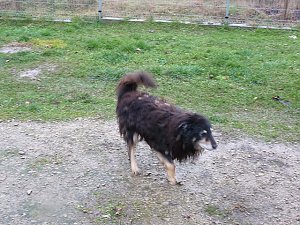 Tibor