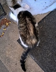 Kater zugelaufen