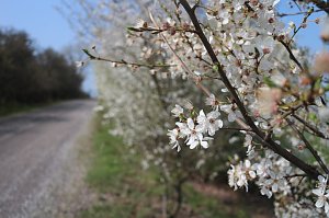 Fr&uuml;hjahrswanderung bei Auleben