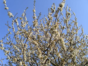 Blick &uuml;ber den Gartenzaun