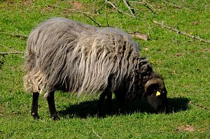 Ostern am Neust&auml;dter Gondelteich