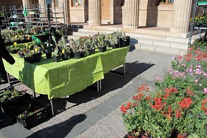 Ansturm auf Sondersh&auml;user Blumen-, Pflanzen- und Staudenmarkt