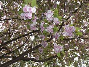 WB 4 besuchte Japanischen Garten in Bad Langensalza