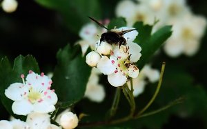 Peter Blei unterwegs in Neustadt