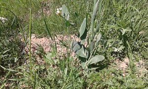 Seltene Ackerwildkrautart wiederentdeckt