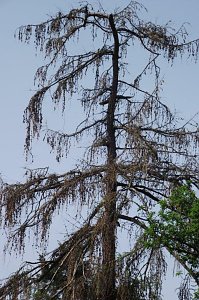 Im Stadtpark sterben B&auml;ume