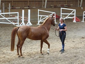 Schloss, Waffen, Haflinger, Reiterspiele, Stutenmilchlikör