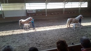 Schloss, Waffen, Haflinger, Reiterspiele, Stutenmilchlikör