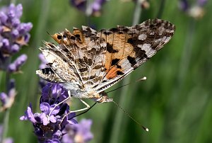 Farbenpracht und Schmetterlinge