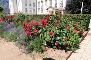 Farbenpracht und Schmetterlinge
