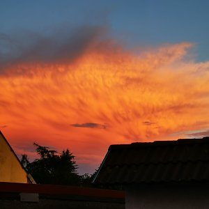 Wolkentiere