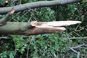 Sterben unsere Buchenw&auml;lder?