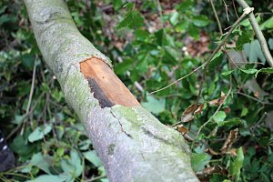 Sterben unsere Buchenw&auml;lder?